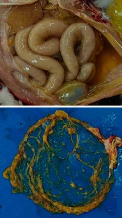 Slika 5. A) Ikterus, žuti viskozni eksudat u trbušnoj šupljini; B) Ikterus, piogranulomi uz krvne žile omentuma