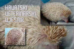 Najčešće zarazne i invazijske bolesti afričkih patuljastih ježeva (<em>Atelerix albiventris</em>) u zatočeništvu