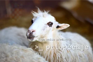 Kuga malih preživača prvi put potvrđena u Republici Hrvatskoj