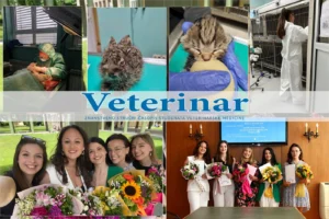 Internship na Veterinarskom fakultetu